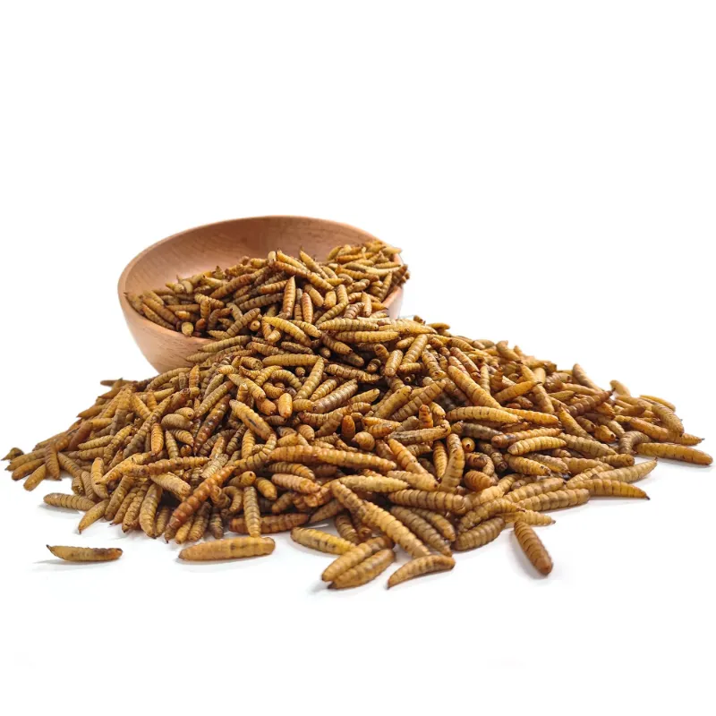 لارو مگس سرباز سیاه